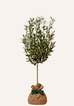 Juste Un Arbre. - Olivier | idée cadeau : naissance, mariage, anniversaire - à planter en intérieur ou extérieur. Clearance
