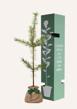 Juste Un Arbre. - Pin sylvestre | offrez un arbre pour célébrer les grands moments de vie (naissance, mariage). Un cadeau unique. New