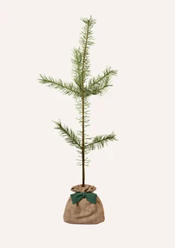 Juste Un Arbre. - Pin sylvestre | offrez un arbre pour célébrer les grands moments de vie (naissance, mariage). Un cadeau unique. New