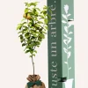 Juste Un Arbre. - Poirier conférence | arbre cadeau naissance, mariage, baptême, anniversaire - cadeau naturel qui dure toute la vie.
