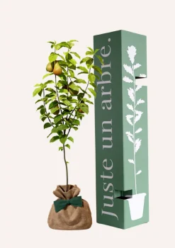 Juste Un Arbre. - Poirier conférence | arbre cadeau naissance, mariage, baptême, anniversaire - cadeau naturel qui dure toute la vie.
