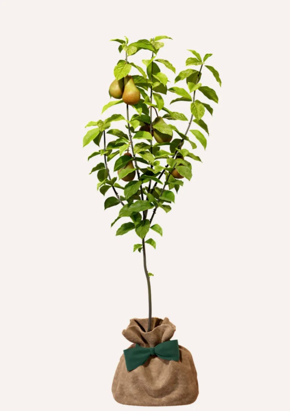 Juste Un Arbre. - Poirier conférence | arbre cadeau naissance, mariage, baptême, anniversaire - cadeau naturel qui dure toute la vie.