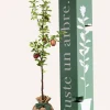 Juste Un Arbre. Fruitiers Et Agrumes | - Pommier "reine des reinettes" | offrez un arbre pour célébrer les grands moments de vie (naissance, mariage).