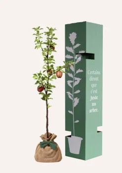 Juste Un Arbre. Fruitiers Et Agrumes | - Pommier "reine des reinettes" | offrez un arbre pour célébrer les grands moments de vie (naissance, mariage).