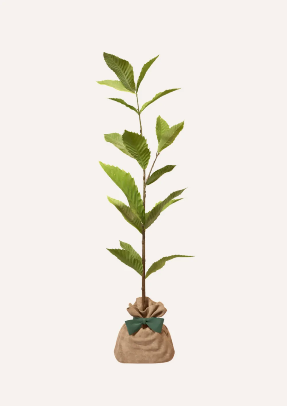 Juste Un Arbre. Fruitiers Et Agrumes | - Pommier "reine des reinettes" | offrez un arbre pour célébrer les grands moments de vie (naissance, mariage).