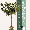 Juste Un Arbre. Fruitiers Et Agrumes | - Prunier "quetsche d'alsace" | idée cadeau : naissance, mariage, anniversaire, baptême