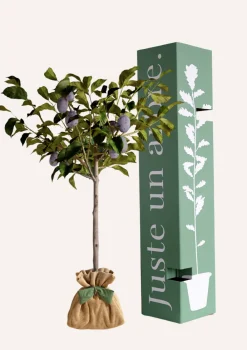 Juste Un Arbre. Fruitiers Et Agrumes | - Prunier "quetsche d'alsace" | idée cadeau : naissance, mariage, anniversaire, baptême