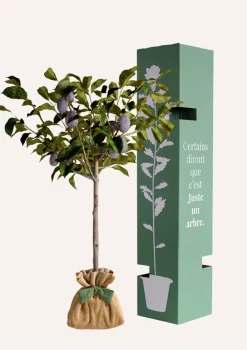 Juste Un Arbre. Fruitiers Et Agrumes | - Prunier "quetsche d'alsace" | idée cadeau : naissance, mariage, anniversaire, baptême