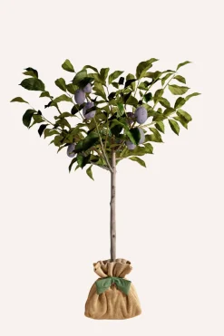Juste Un Arbre. Fruitiers Et Agrumes | - Prunier 