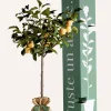 Juste Un Arbre. - Prunier "reine claude dorée" | idée cadeau : naissance, mariage, anniversaire, baptême Outlet