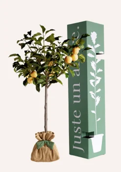 Juste Un Arbre. - Prunier "reine claude dorée" | idée cadeau : naissance, mariage, anniversaire, baptême Outlet