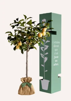 Juste Un Arbre. - Prunier "reine claude dorée" | idée cadeau : naissance, mariage, anniversaire, baptême Outlet