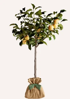 Juste Un Arbre. - Prunier 