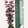 Juste Un Arbre. Plantes De Terre De Bruyère | - Érable du japon 'bloodgold' | cadeau idéal : naissance, crémaillère, mariage, anniversaire, baptême