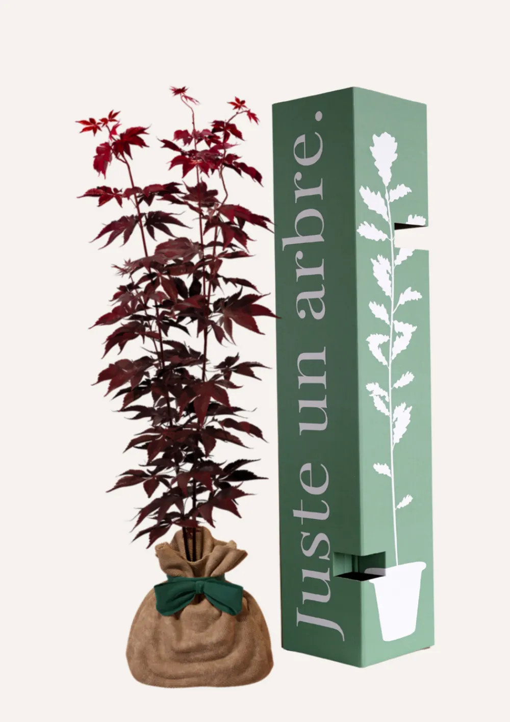 Juste Un Arbre. Plantes De Terre De Bruyère | - Érable du japon 'bloodgold' | cadeau idéal : naissance, crémaillère, mariage, anniversaire, baptême
