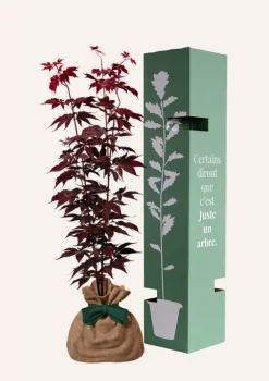 Juste Un Arbre. Plantes De Terre De Bruyère | - Érable du japon 'bloodgold' | cadeau idéal : naissance, crémaillère, mariage, anniversaire, baptême