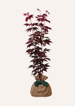 Juste Un Arbre. Plantes De Terre De Bruyère | - Érable du japon 'bloodgold' | cadeau idéal : naissance, crémaillère, mariage, anniversaire, baptême