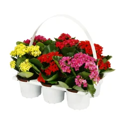 NA Kalanchoé : barquette, avec anse, de 6 plants - Coloris variables Best