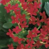 NA Kalanchoé : jardinière 40 cm Outlet