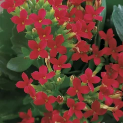 NA Kalanchoé : jardinière 40 cm Outlet