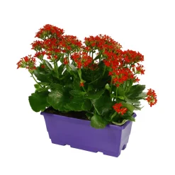 NA Fleurs De Saison | Kalanchoé : jardinière 25 cm - Coloris variables