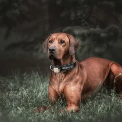 Kippy - GPS et moniteur d'activité Evo Brown Wood pour chien & chat