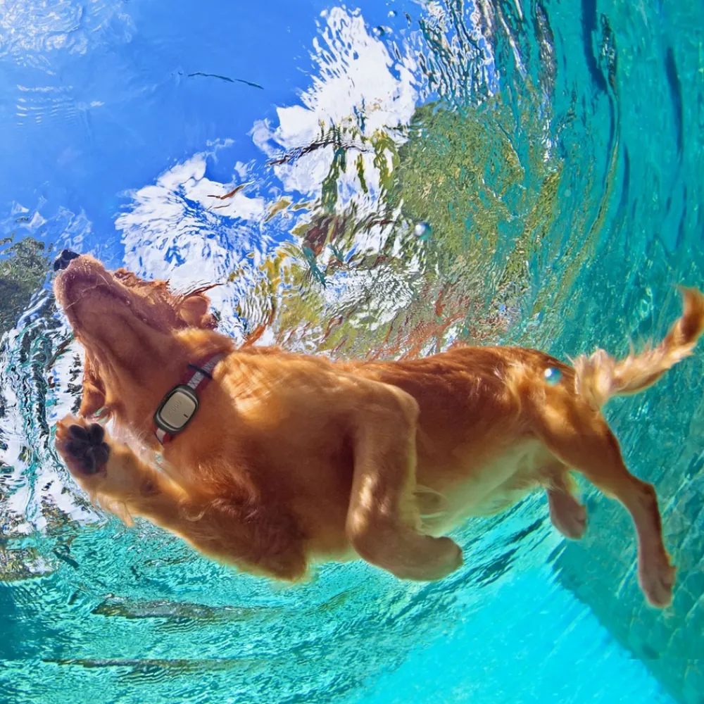 Kippy - GPS et moniteur d'activité Evo Brown Wood pour chien & chat