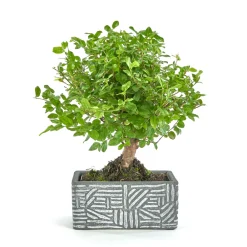 NA Bonsaïs | Kit bonsaï 5 ans + cache-pot deco etnic