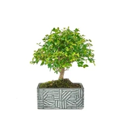NA Bonsaïs | Kit bonsaï 5 ans + cache-pot deco etnic