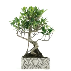 NA Bonsaïs | Kit bonsaï 8 ans + cache-pot deco orientale