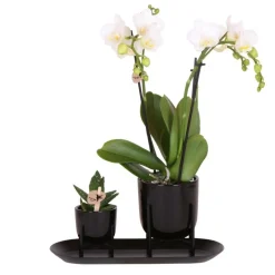 NA Kolibri company - ensemble orchidée blanche et succulente sur plateau noir Sale