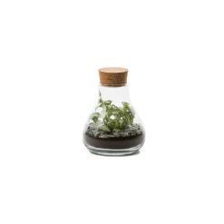 NA Terrariums Et Compositions | Laborantin
