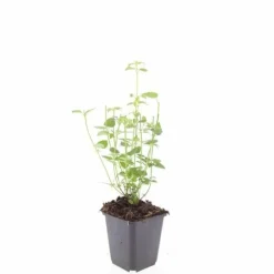 La Green Touch - Agastache 'black adder' x20 – entre 1,25 et 1,67m2 Online