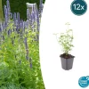 La Green Touch Plantes Vivaces | - Agastache 'black adder' x12 – entre 0,75 et 1m2