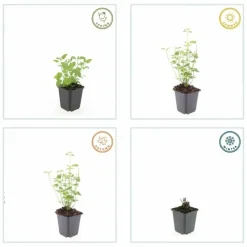 La Green Touch Plantes Vivaces | - Agastache 'black adder' x12 – entre 0,75 et 1m2