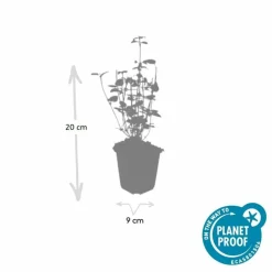 La Green Touch Plantes Vivaces | - Agastache 'black adder' x12 – entre 0,75 et 1m2