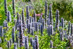 La Green Touch Plantes Vivaces | - Agastache 'black adder' x12 – entre 0,75 et 1m2
