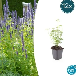 La Green Touch Plantes Vivaces | - Agastache 'black adder' x12 – entre 0,75 et 1m2