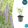 La Green Touch Plantes Vivaces | - Agastache 'blue fortune' x6 – entre 0,38 et 0,5m2