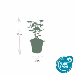 La Green Touch - Agastache 'blue fortune' x12 – entre 0,75 et 1m2 Clearance