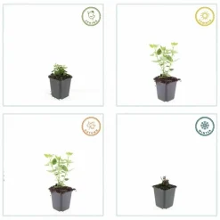La Green Touch Plantes Vivaces | - Agastache 'blue fortune' x6 – entre 0,38 et 0,5m2