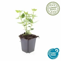 La Green Touch Plantes Vivaces | - Agastache 'blue fortune' x6 – entre 0,38 et 0,5m2