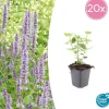 La Green Touch Plantes Vivaces | - Agastache 'blue fortune' x20 – entre 1,25 et 1,67m2