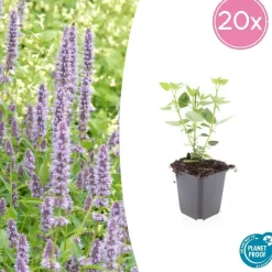 La Green Touch Plantes Vivaces | - Agastache 'blue fortune' x20 – entre 1,25 et 1,67m2