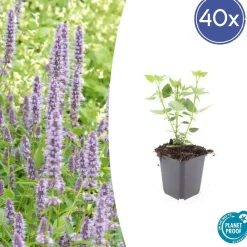 La Green Touch - Agastache 'blue fortune' x40 – entre 2,5 et 3,33m2 Sale