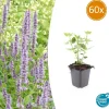 La Green Touch Plantes Vivaces | - Agastache 'blue fortune' x60 – entre 3,75 et 5m2