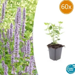 La Green Touch Plantes Vivaces | - Agastache 'blue fortune' x60 – entre 3,75 et 5m2