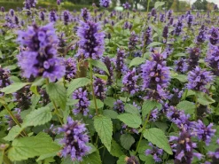 La Green Touch Plantes Vivaces | - Agastache 'blue fortune' x60 – entre 3,75 et 5m2