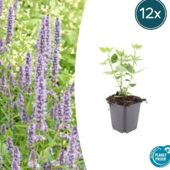 La Green Touch Plantes Vivaces | - Agastache 'blue fortune' x60 – entre 3,75 et 5m2