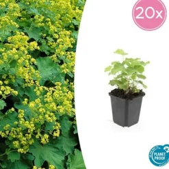 La Green Touch - Alchémille commune x20 – entre 1,25 et 1,67m2 Hot